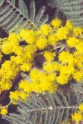 wattle