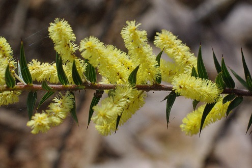 wattle