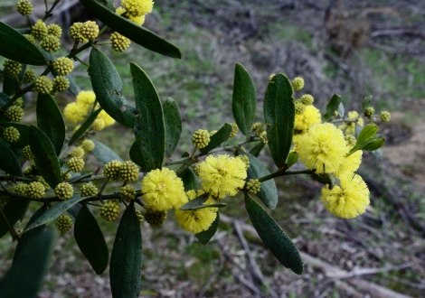 wattle