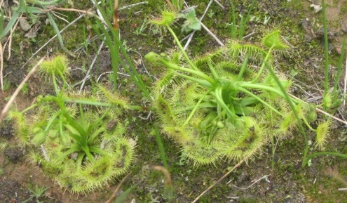 sundew