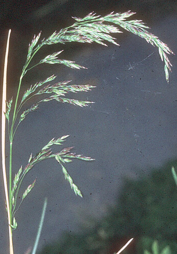 poa bulbosa