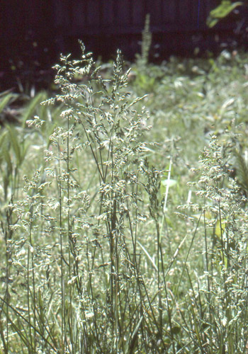 poa bulbosa